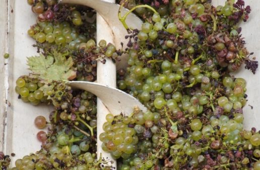 green grapes being processed for rose wine