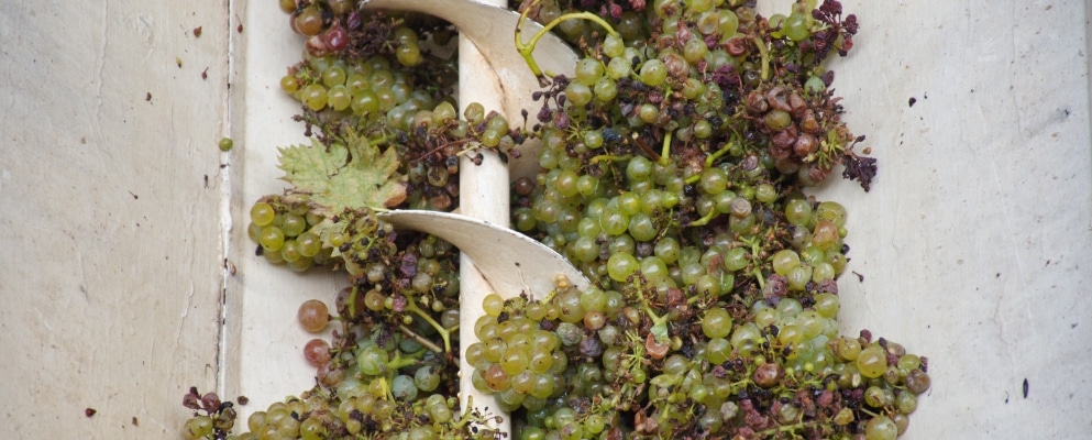 green grapes being processed for rose wine