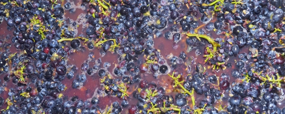 grapes being macerated for wine