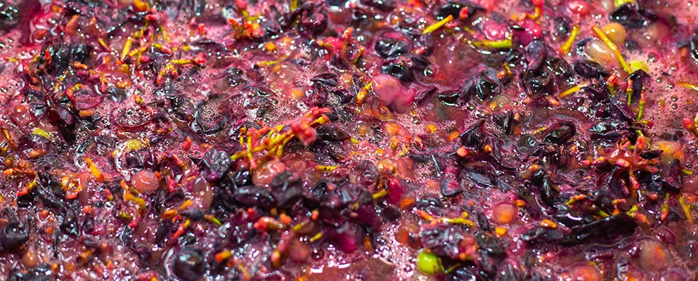 red grapes being pressed for rose wine